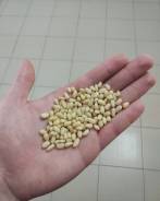 Орех кедровый.