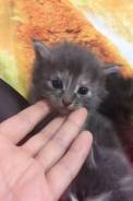 Кошки.