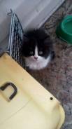 Котёнок