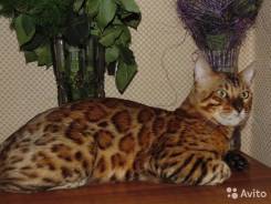 Бенгальская кошка.