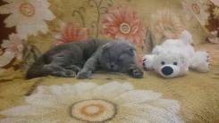 Шотландская вислоухая кошка.