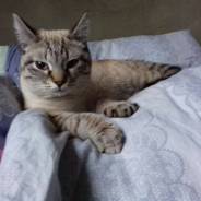 Кошки.