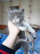 Британская кошка.