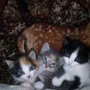 Кошки.