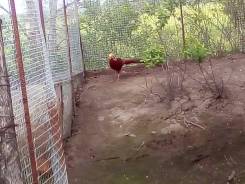 Продам фазанов золотых