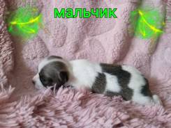 Чихуахуа.