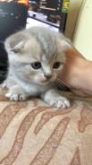Шотландская вислоухая кошка.