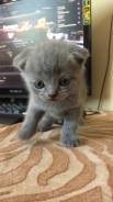 Шотландская вислоухая кошка.