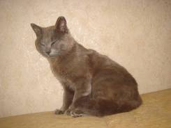 Кошки.
