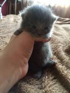 Шотландская прямоухая кошка.
