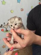 Шотландская вислоухая кошка.