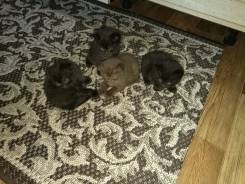 Шотландская кошка.