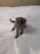 Шотландская вислоухая кошка.