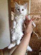 Кошки.