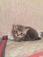 Шотландская прямоухая кошка.