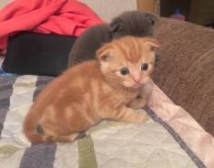 Шотландская вислоухая кошка.
