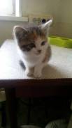 Котенок