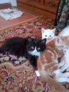 Кошки.