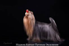 Йоркширский терьер. Под заказ