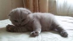 Шотландская вислоухая кошка.