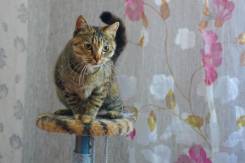 Кошки.