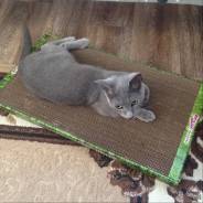 Кошки.