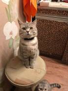 Шотландская прямоухая кошка.