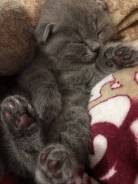 Шотландская кошка.