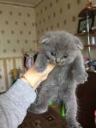 Шотландская вислоухая кошка.