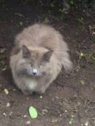 Австралийская дымчатая кошка.