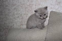 Шотландская кошка.