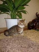 Шотландская прямоухая кошка.