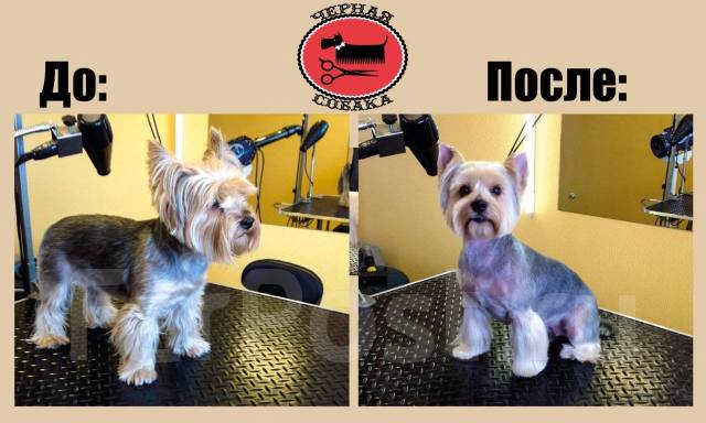 Груминг Собак Всех Пород