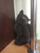 Шотландская кошка.