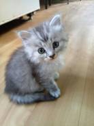 Кошки.