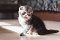 Шотландская вислоухая кошка.