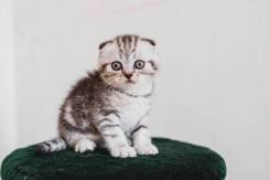 Шотландская вислоухая кошка.