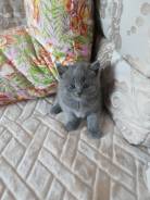 Шотландская вислоухая кошка.