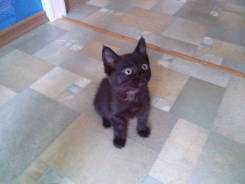 Кошки.