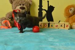 Шотландская кошка.