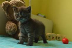 Шотландская кошка.