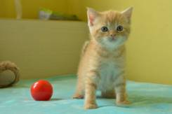 Шотландская кошка.