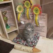 Кошки.