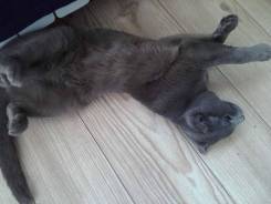 Шотландская вислоухая кошка.