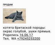 Британская кошка.