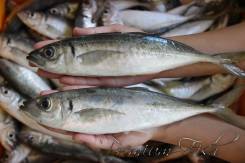 Ставрида Черноморская. Свежевыловленная. Морепродукты