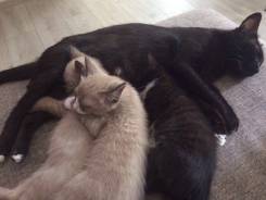 Кошки.
