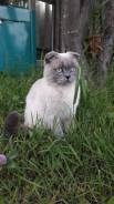 Шотландская вислоухая короткошерстная кошка.
