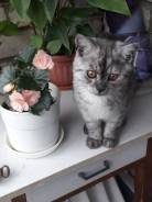 Шотландская прямоухая кошка.