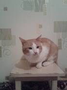Очаровательный котейка